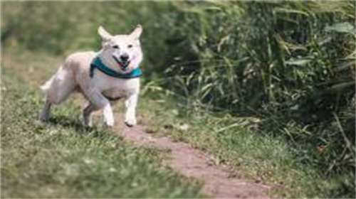 2018生肖狗五行属什么 2018年生肖狗五行属什么