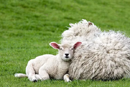 羊和羊的婚姻怎么样 羊和羊的婚姻合不合适