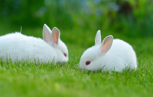 兔和龙属相合不合财 兔和龙属相合不合做生意