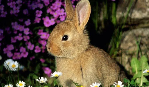 属兔找属什么结婚最好 属兔和其他属相的婚配指数