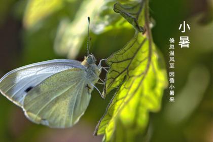 小暑三侯指的是什么?小暑的物候特征