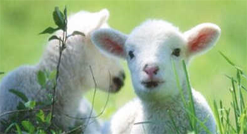 1979属羊是什么命 1979年出生的属羊人是什么命格