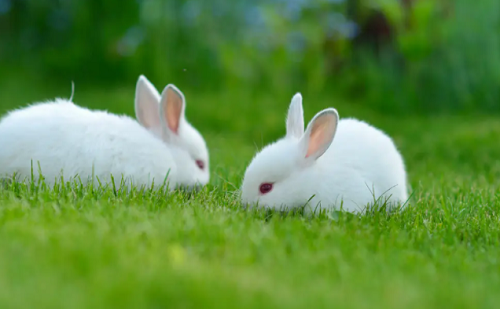 属兔的今年多大了2023 属兔的今年运势怎么样2023
