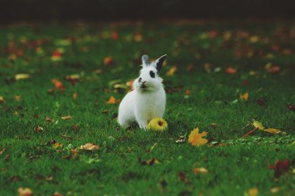 为什么属兔的不买东户 属兔买房注意什么