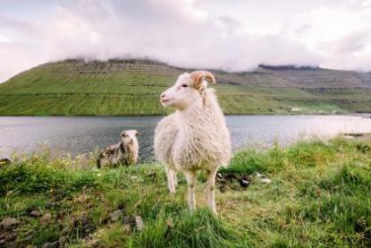 女属羊是几月份旺夫 属羊女几月出生最有钱