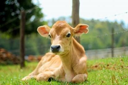 属牛的2023年能怀上小孩吗 怀孕宝宝带财运的征兆
