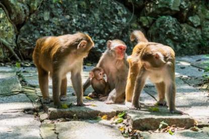 四月猴子满山溜是什么意思 属猴几月出生好