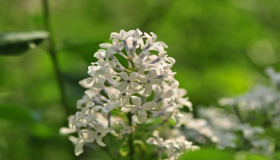 梦见丁香花是什么意思 梦见丁香花有什么预兆