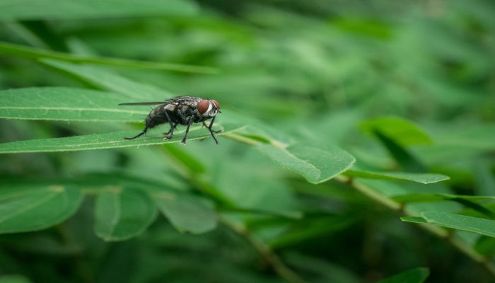 梦见牛虻是什么意思 梦见牛虻有什么预兆