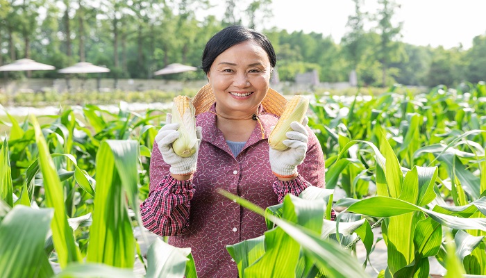 女人梦见一片绿油油的玉米地