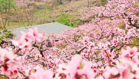 梦见满山桃花盛开是什么意思