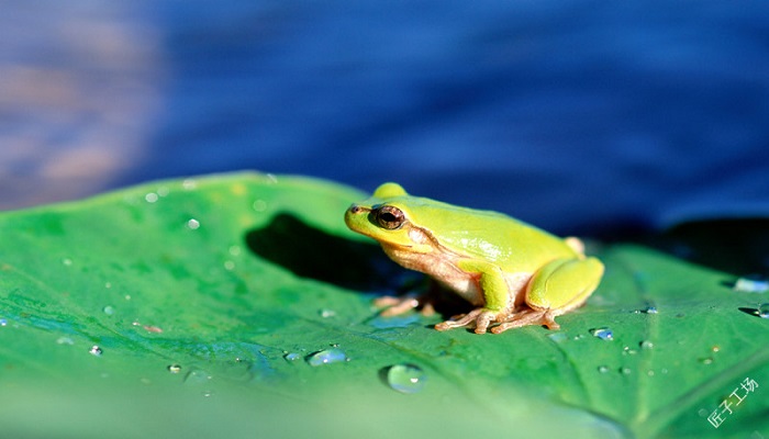 梦见捉了很多青蛙是什么预兆