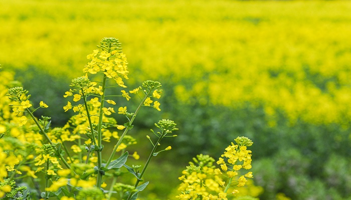 梦见油菜花开了遍地