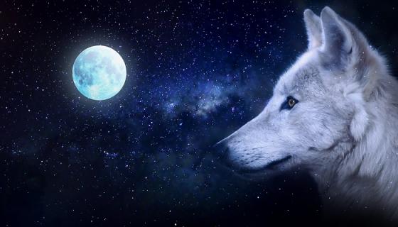 梦见好多狼是什么预兆