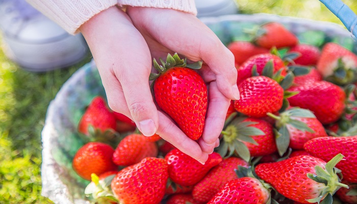 梦见摘草莓吃是什么意思
