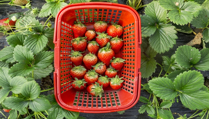 梦见摘草莓吃是什么意思