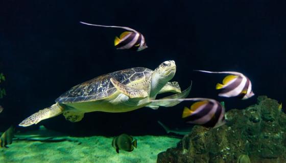 梦见大乌龟在水里是什么意思