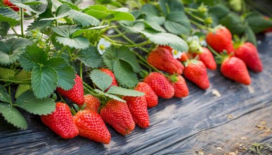 梦到摘草莓吃草莓是什么意思