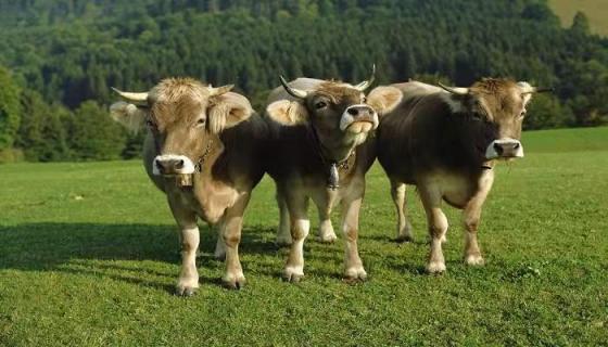 牛年梦到牛是什么预兆