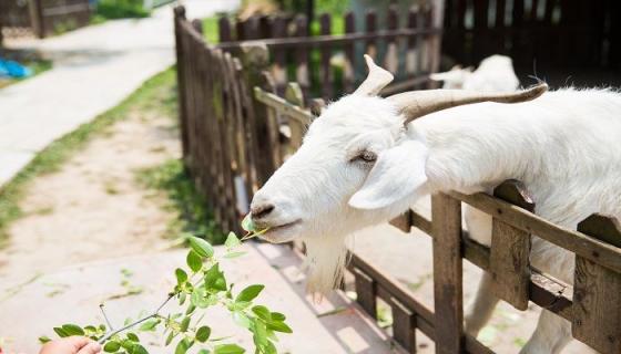 登上八楼大风吹是什么生肖