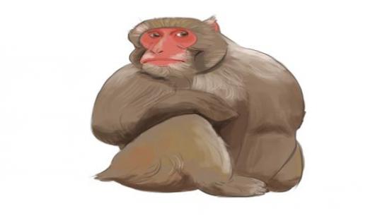 猴头猴脑代表什么生肖