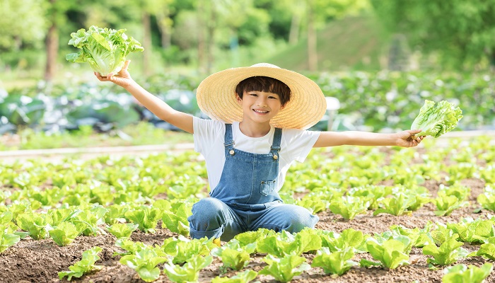 梦见摘蕨菜是什么兆头