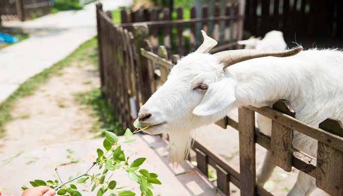 少男在家有六月是什么生肖