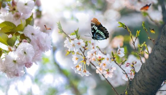 梦见花是什么意思 梦见花有什么预兆