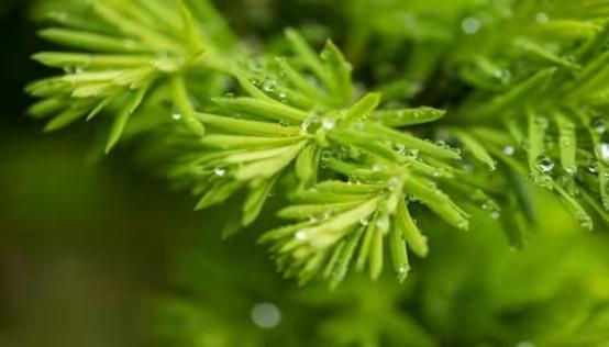 梦见下雨是什么征兆 梦见下雨什么意思