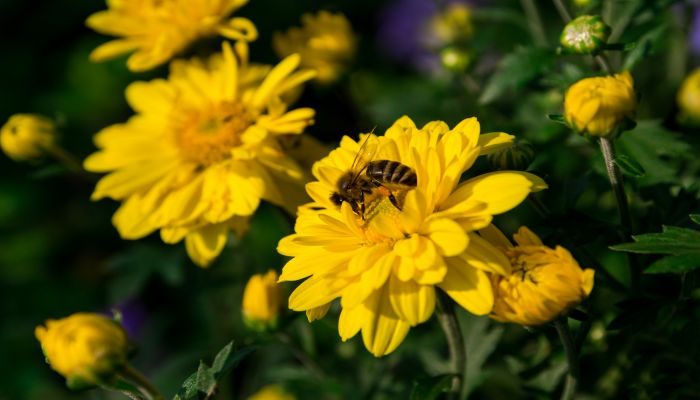 梦见黄菊花什么意思 梦见黄菊花预示什么