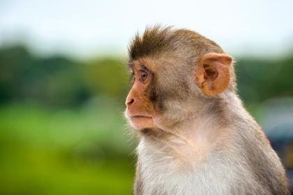 92年出生的属猴人几岁会有二次婚姻？92年属猴人感情运势如何？
