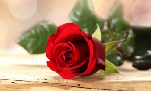 女人梦见红玫瑰是什么意思 已婚女人梦见红玫瑰是什么意思