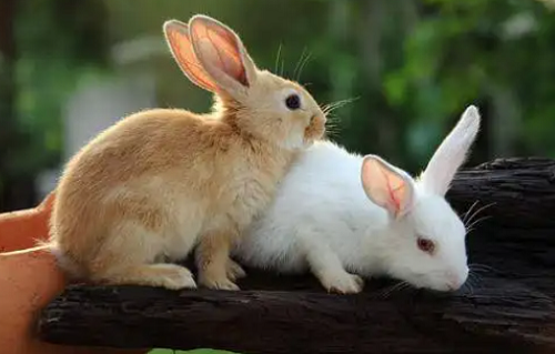 2023属兔最忌讳几月出生 十兔九苦最命苦的兔几月出生