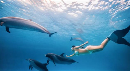 孕妇梦见海豚被困陆地是啥意思 孕妇梦见好多海豚跳跃生男女预示什么意思