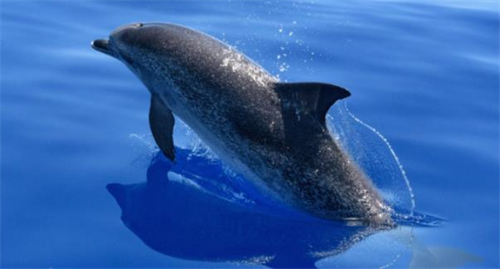 梦见海豚是怀孕预兆吗 梦见海豚和自己亲近是什么意思