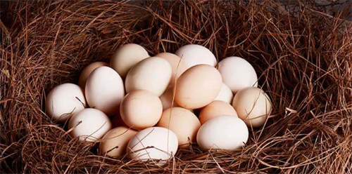 梦见捡鸡蛋是什么预兆女性 梦到野外捡了好多鸡蛋有什么征兆