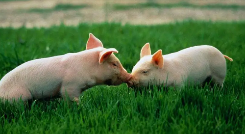 属猪今年多大2023 属猪多大年龄2023