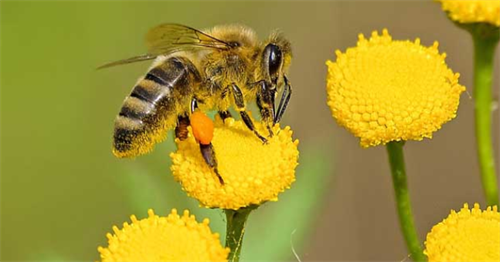 梦见蜜蜂蛰自己什么预兆 梦见蜜蜂围着自己飞是什么意思