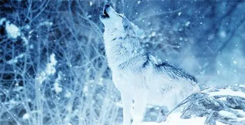梦见狼是什么预兆女性 梦见杀狼见血是什么预兆