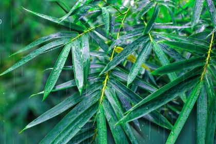 不同年份生肖属猪的人雨水节气出生命运如何？