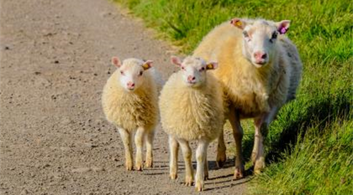 羊的三合和六个合生肖是什么 属相羊的三合和六个合生肖是什么