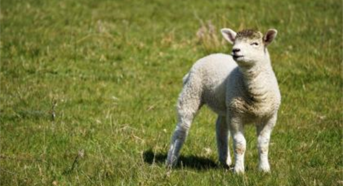 2024年属羊的人运势如何 2024属羊年运势及运程