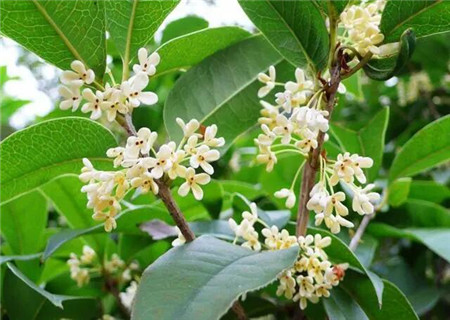 庭院种植桂花树的风水禁忌