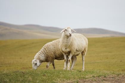 属羊人在2023年农历五月时事业发展得好不好