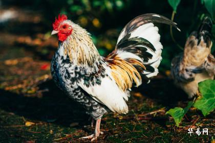 2023属鸡如何催旺事业运下半年 有什么提升运势的方法