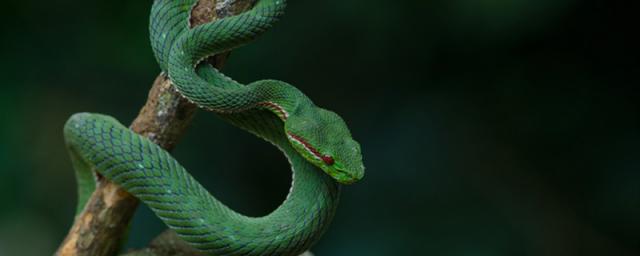 梦见小绿蛇是什么预兆