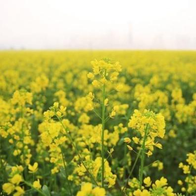 仙女散花是什么生肖肖动物「仙女散花指的是什么动物」